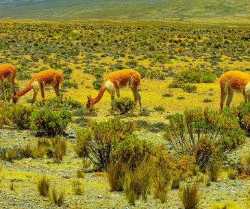 bus arequipa chivay scenic view