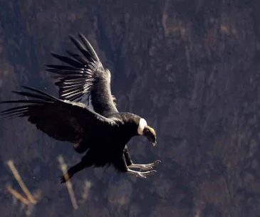 andean condor flying over colca canyon cliffs peru
