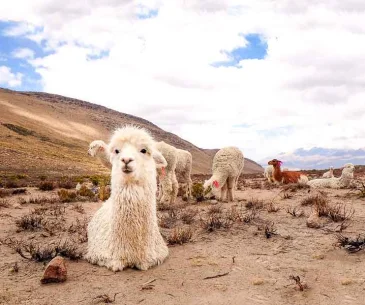 colca canyon 2 day tour price experience overnight stay peru