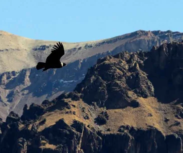 colca canyon itinerary tour viewpoints condor cruz del condor peru