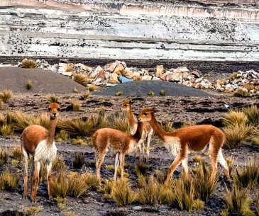 colca canyon tour from arequipa price comparison peru travel cost