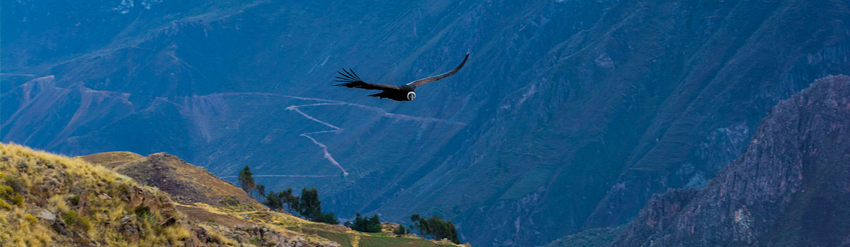 Colca canyon tour
