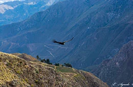 Colca canyon tour